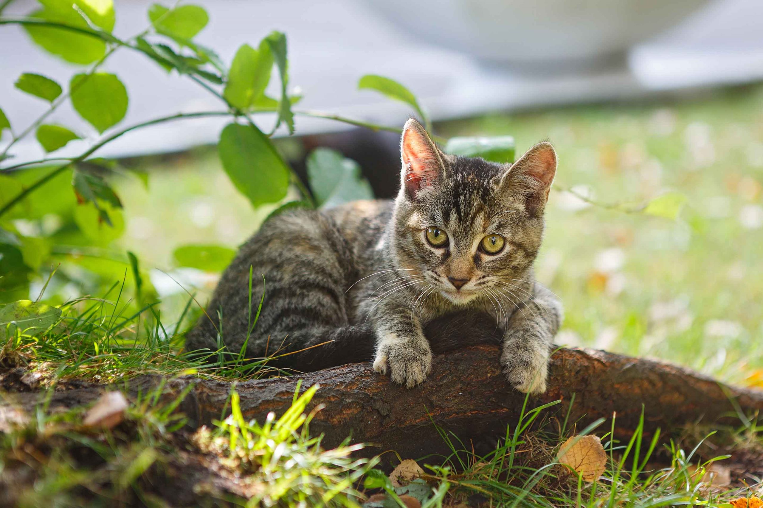 cat playing around tree root