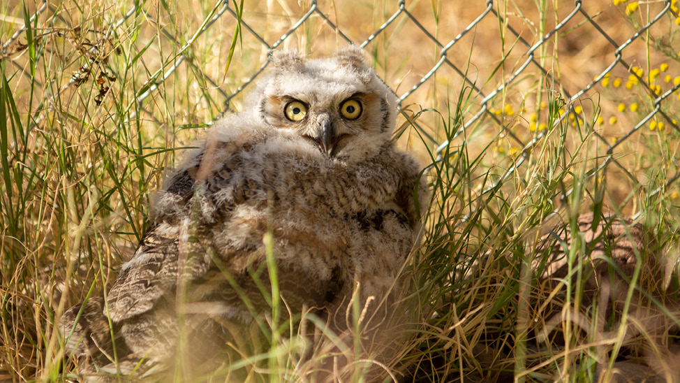 baby owl rescued by EAMTs