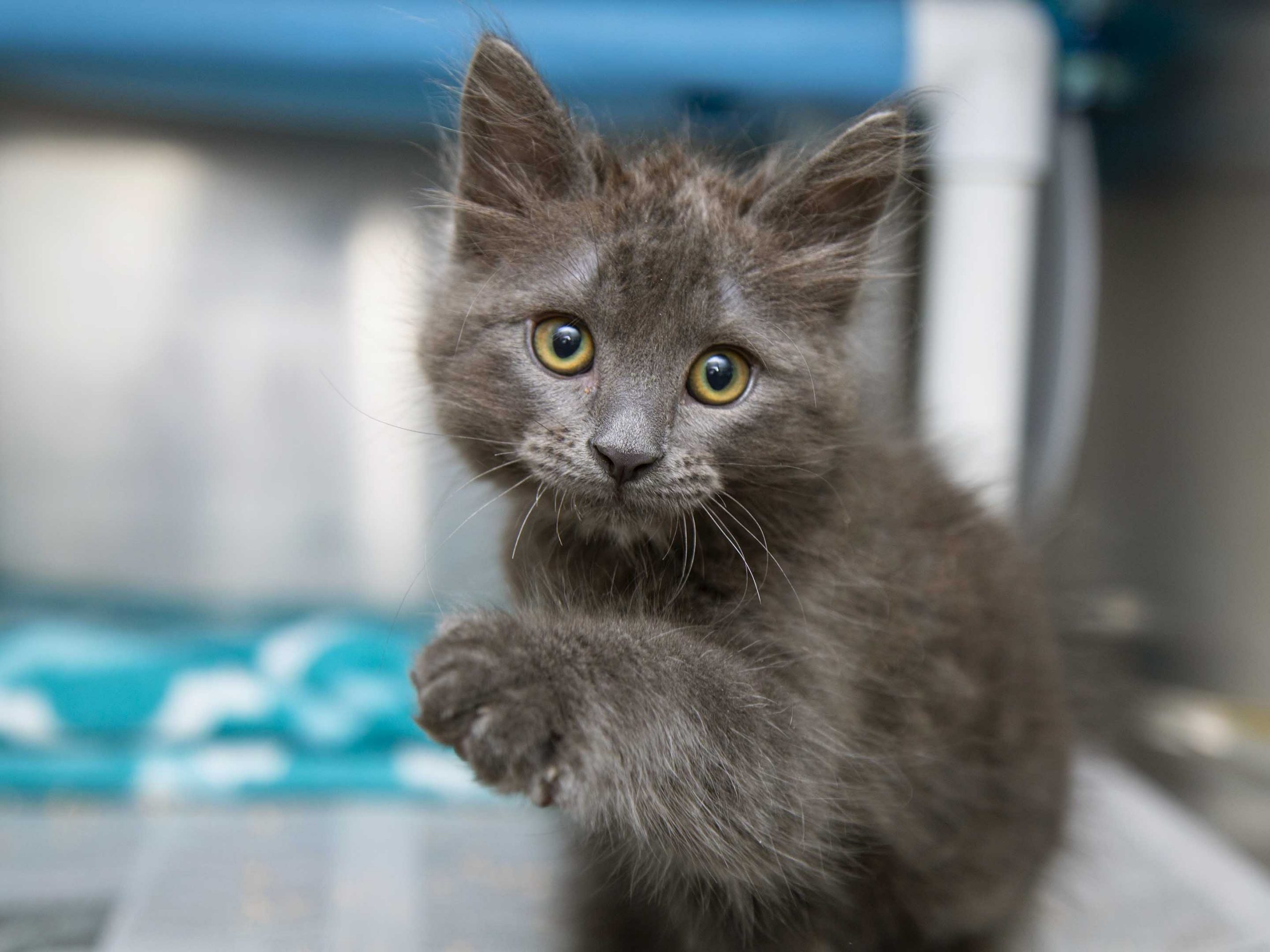 a small grey kitten