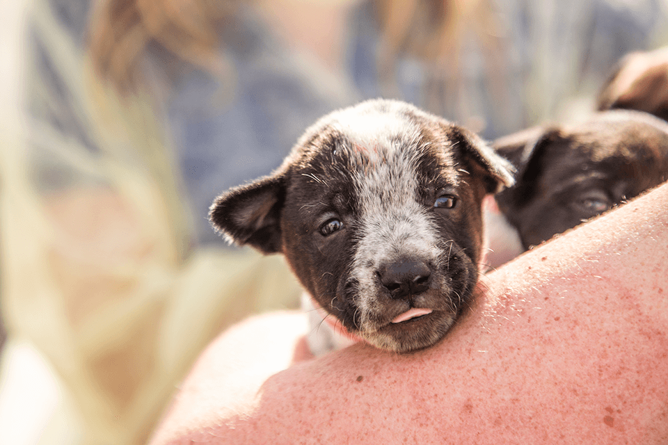 a black and grey puppy