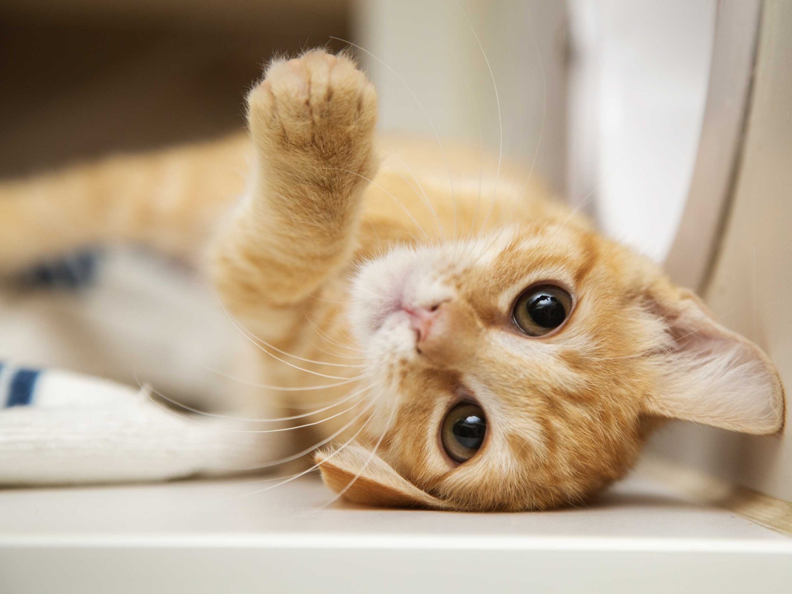 an orange kiten plays upside down