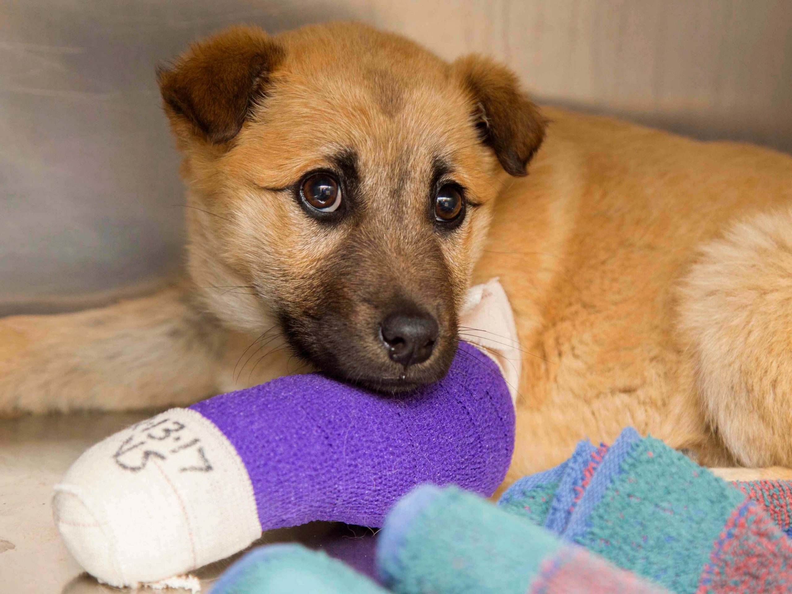 puppy with a purple cast