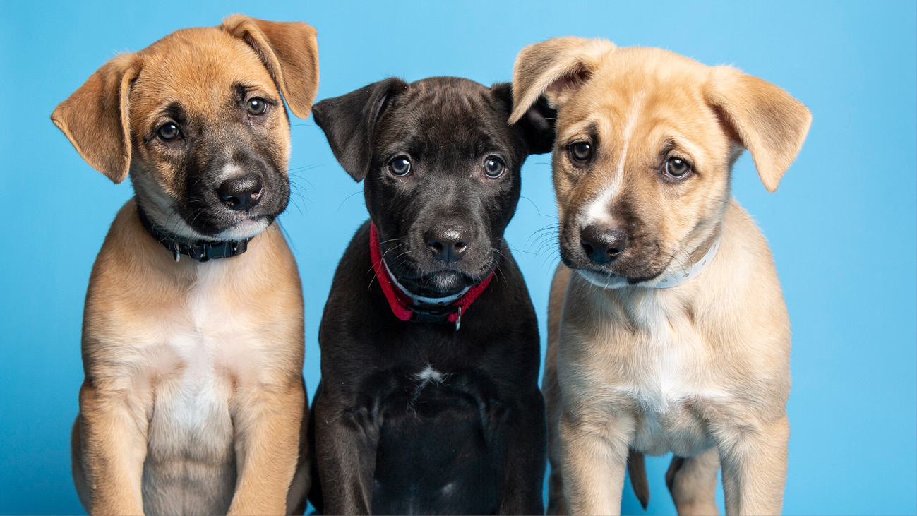 Spay/Neuter puppies promo image