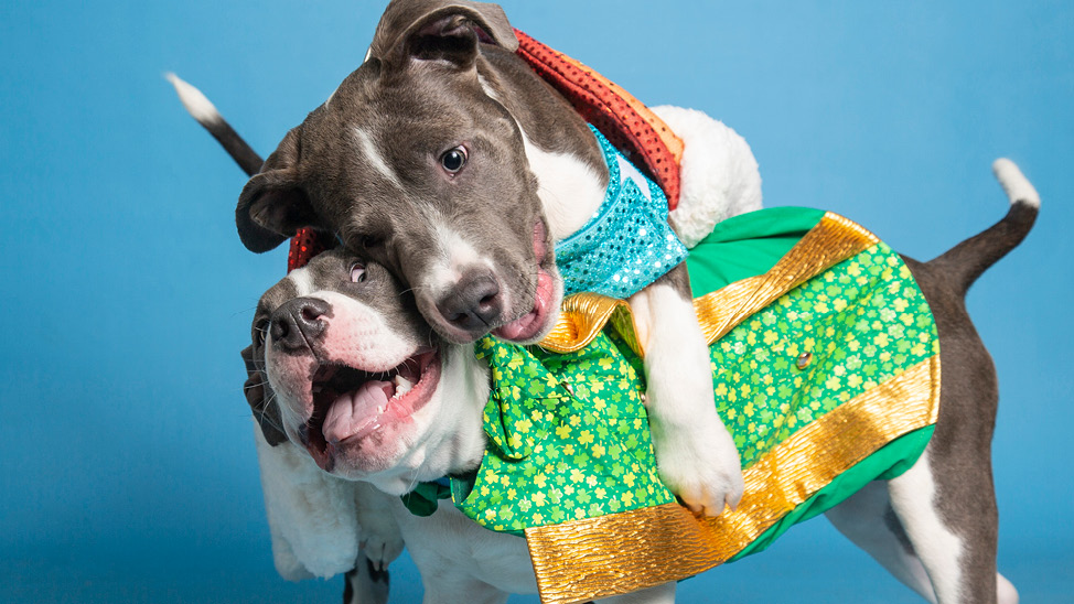 Adoptable dogs dress in St. Patrick's day costumes