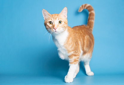 Tri-pawed adoptable orange tabby