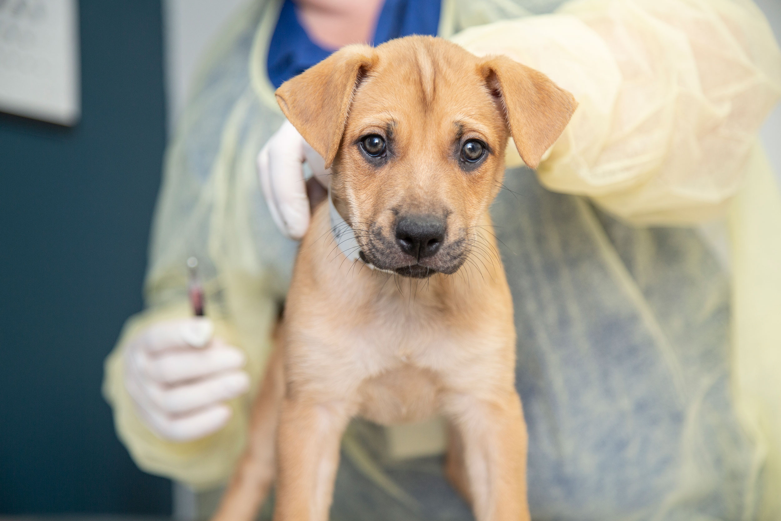 a dog receives a vaccine from a vet