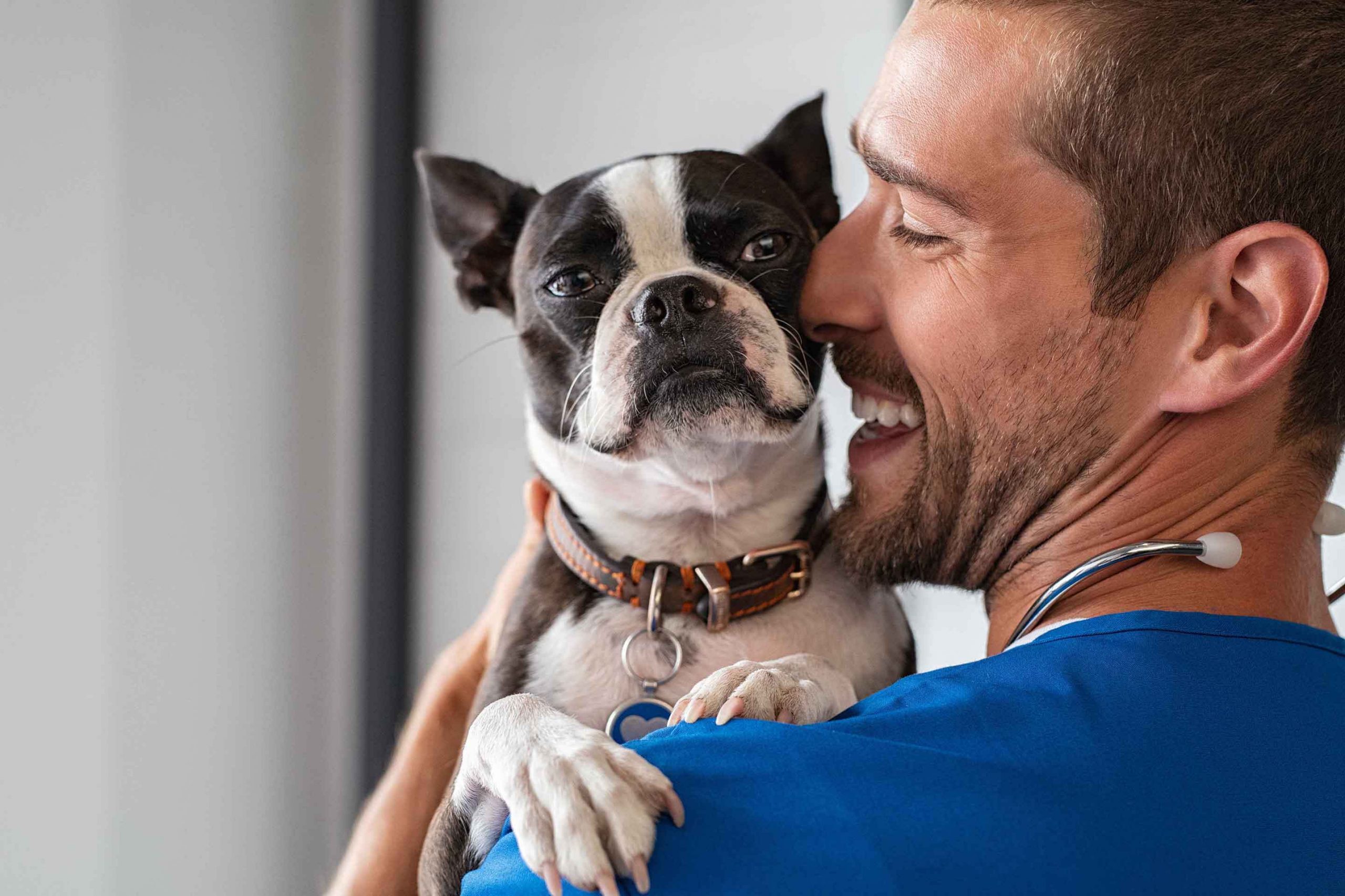 small black and white dog, being held by vet in blue shirt